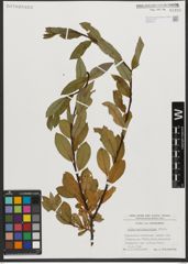 Foto von Salix waldsteiniana Willd.